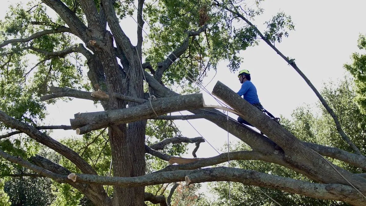 Professional Crown Thinning performed by certified arborists in Lucan